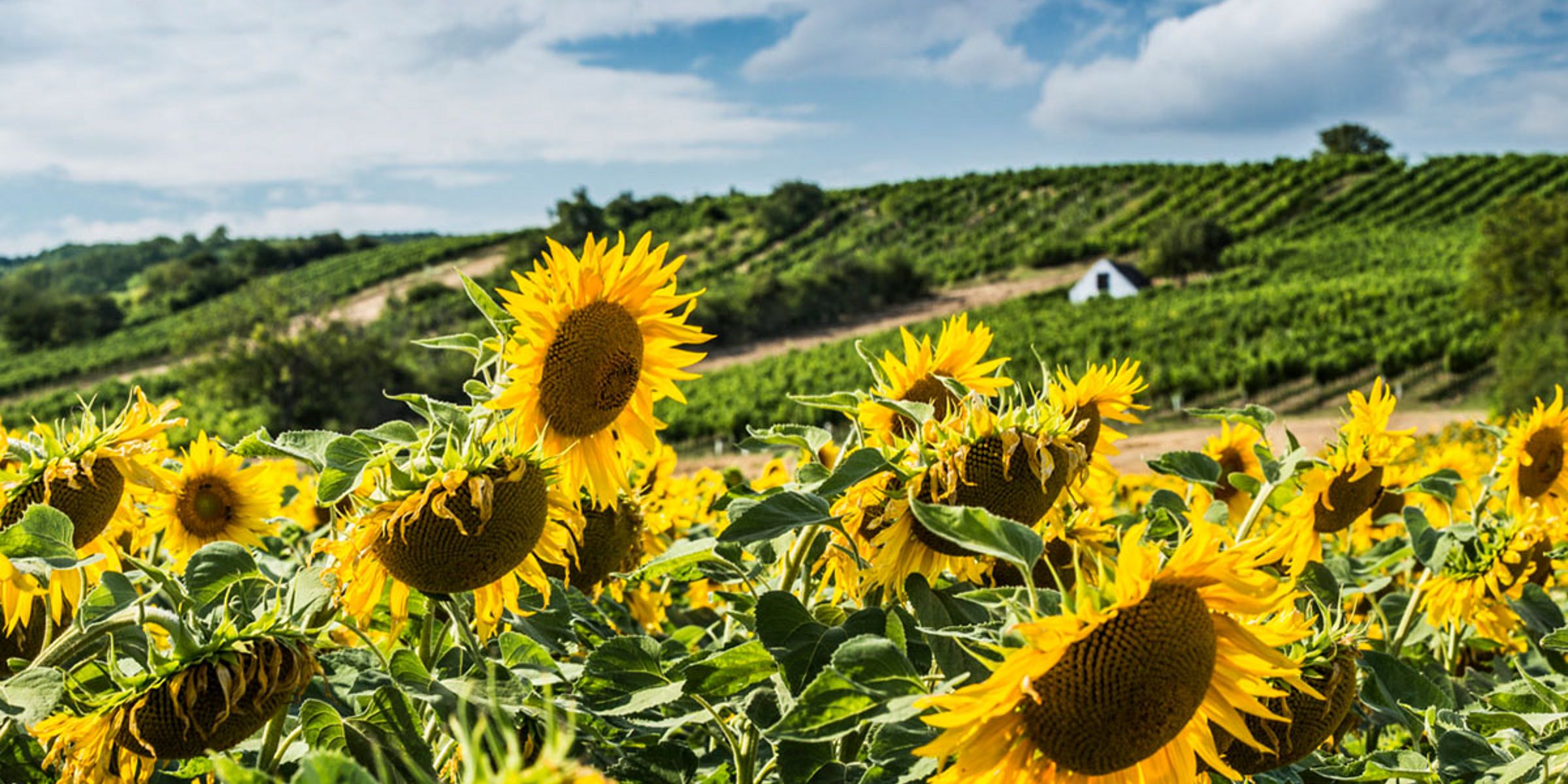 Natura in estate